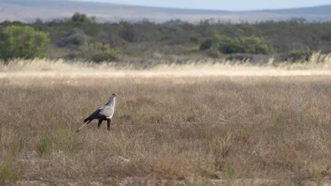 A long-legged bird walking through dry grassland