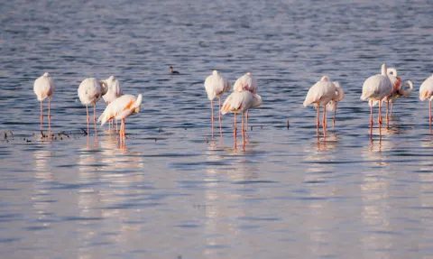 A flock of flamingos standing in shallow water