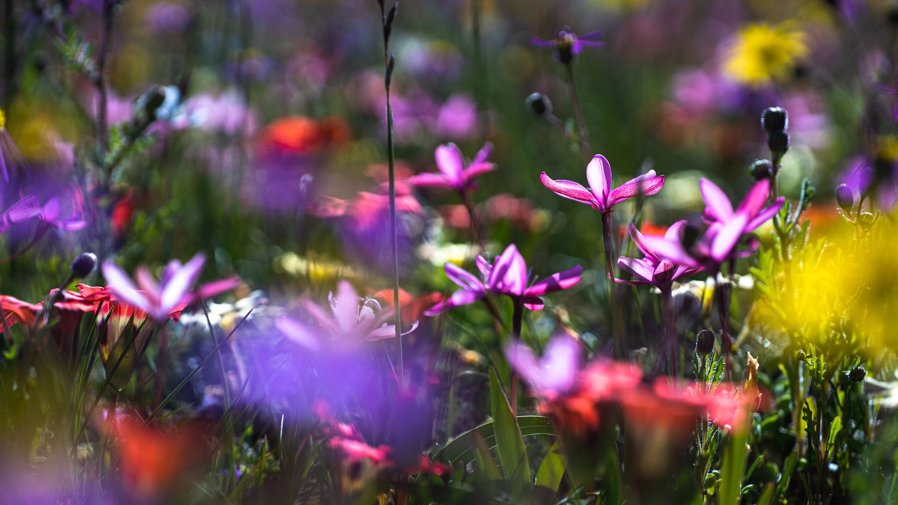 A mixed carpet of purple, white and yellow flowers