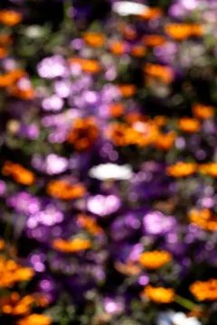 A dense carpet of orange, purple and white flowers