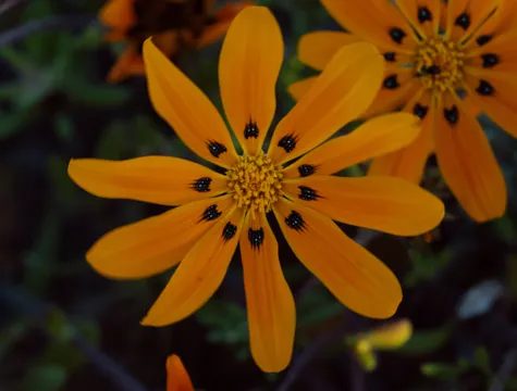 An orange daisy-like flower with a dark centre, close up