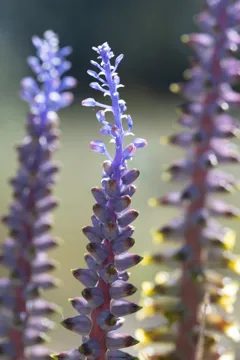 Purple flower spikes in soft light
