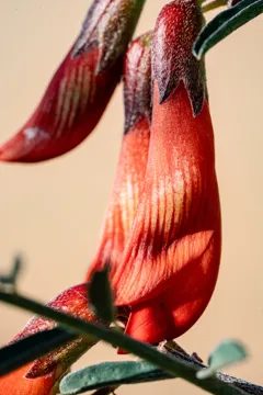 Red tubular flowers hanging from a stem, close up