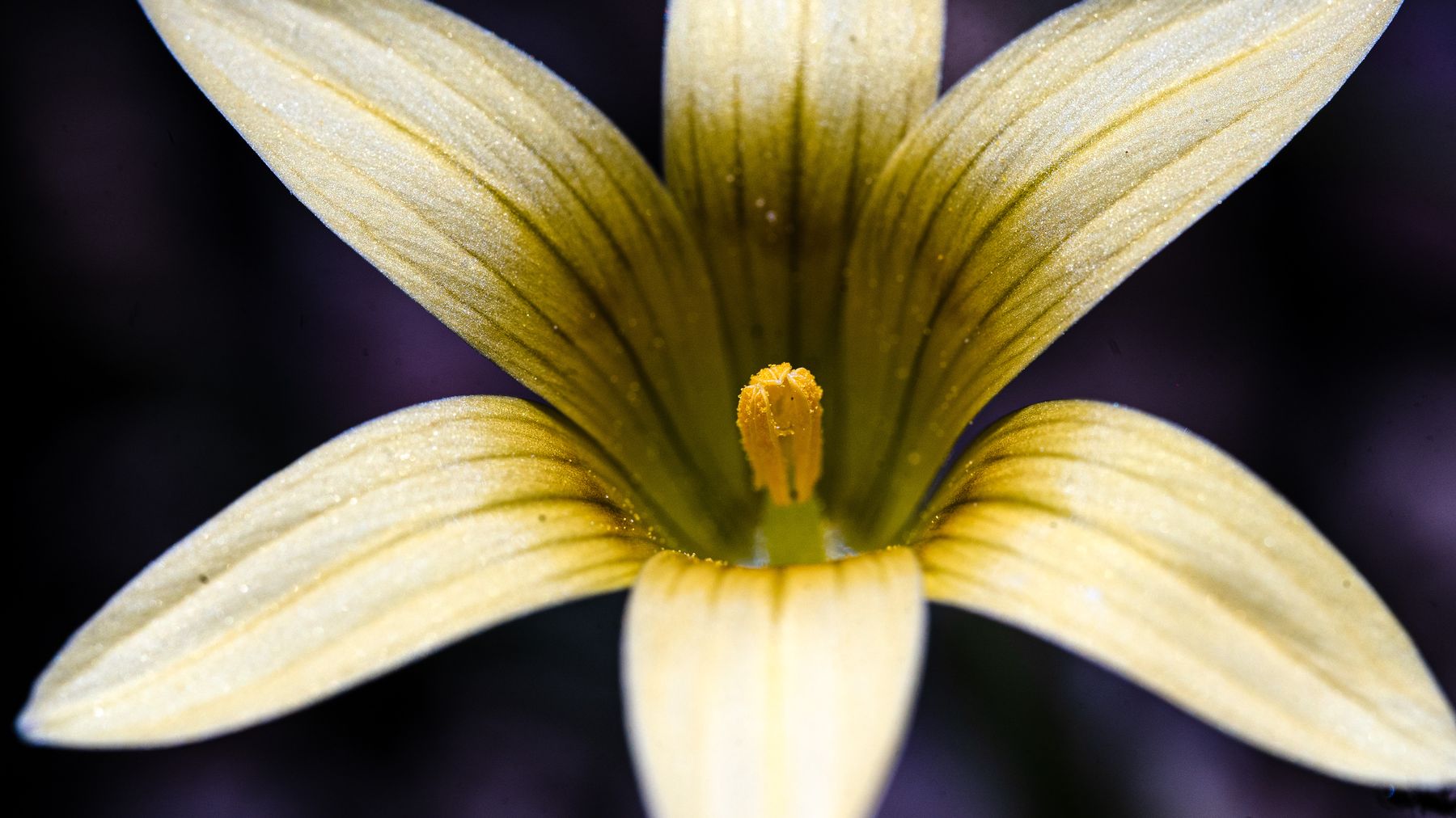 A cream flower with dark stripes seen from above