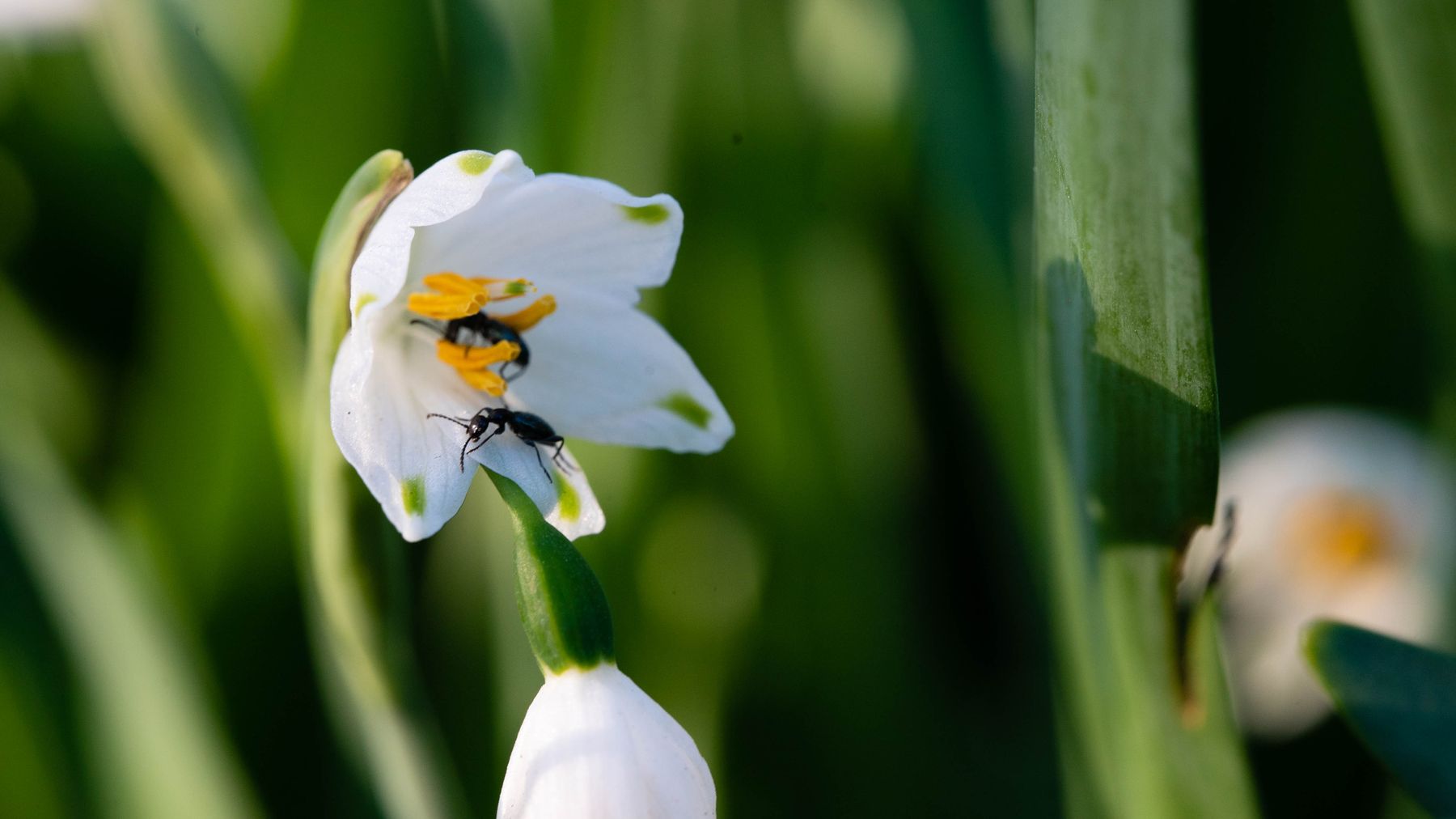 A white flower with a beetle on it, close up