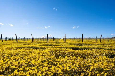 A field of yellow flowers beside a dirt road with trellis posts