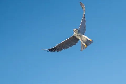 A pale raptor with pointed wings in flight against blue sky
