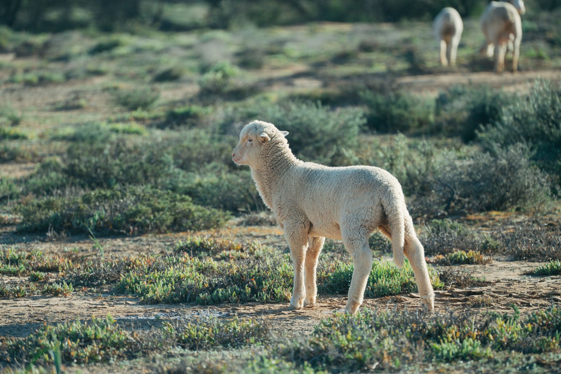 A white lamb standing in green veld with others behind