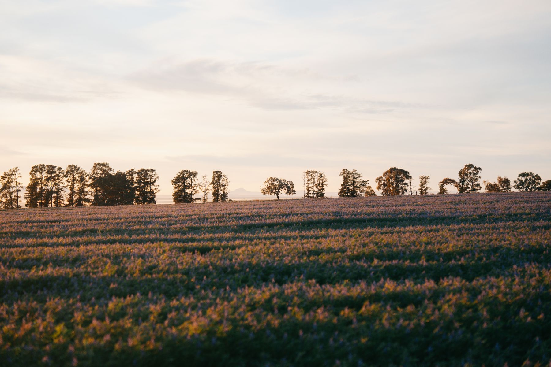 A green field with a line of trees at dawn