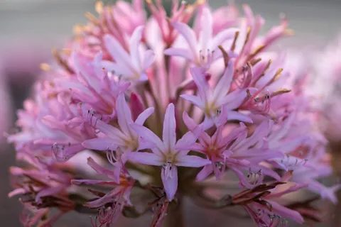 Pink Brunsvigia flower head in close detail