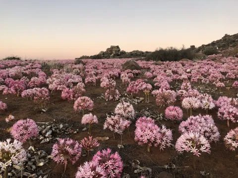 Pink autumn flowers under a pale evening sky