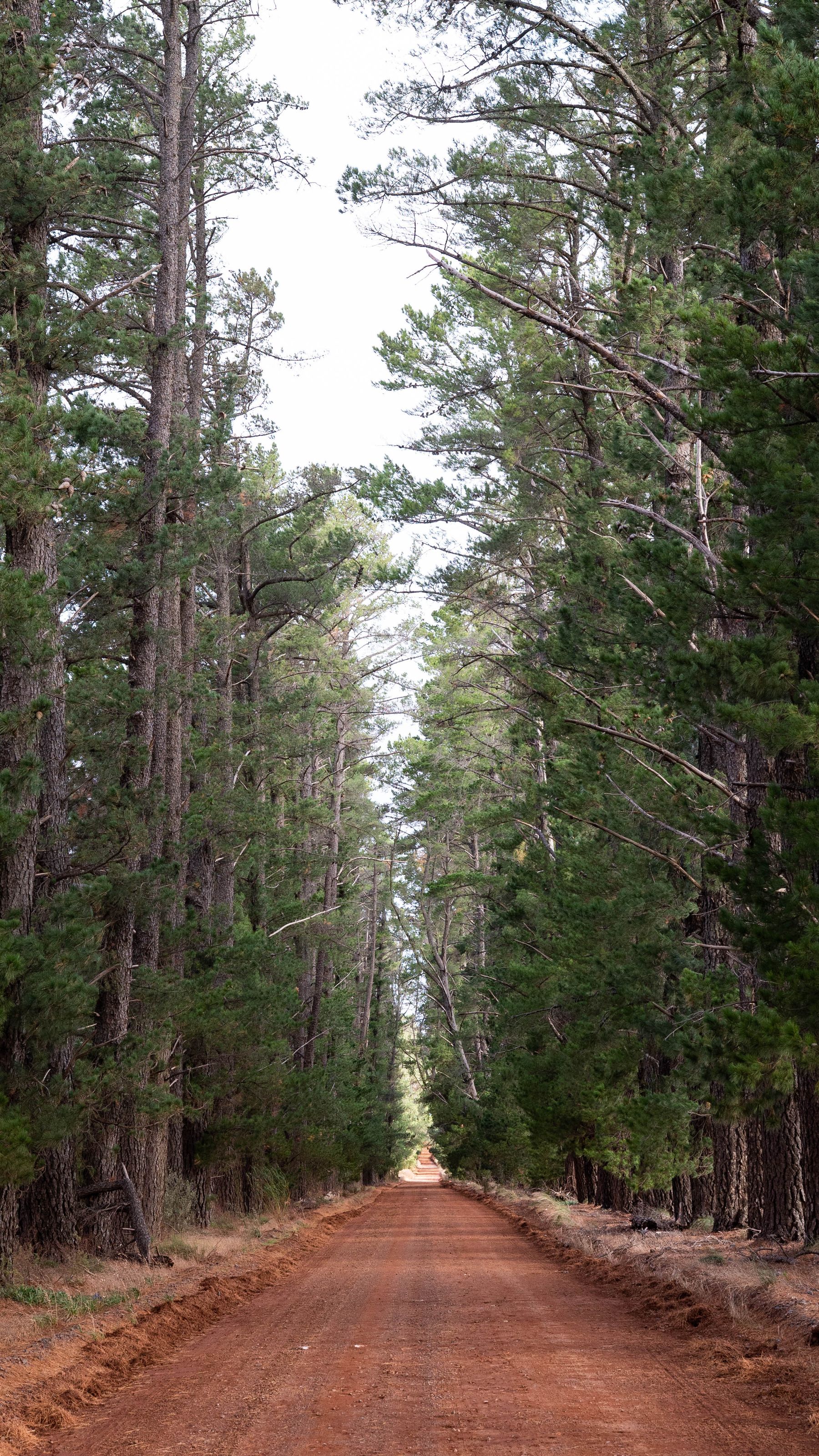 A farm track between tall trees
