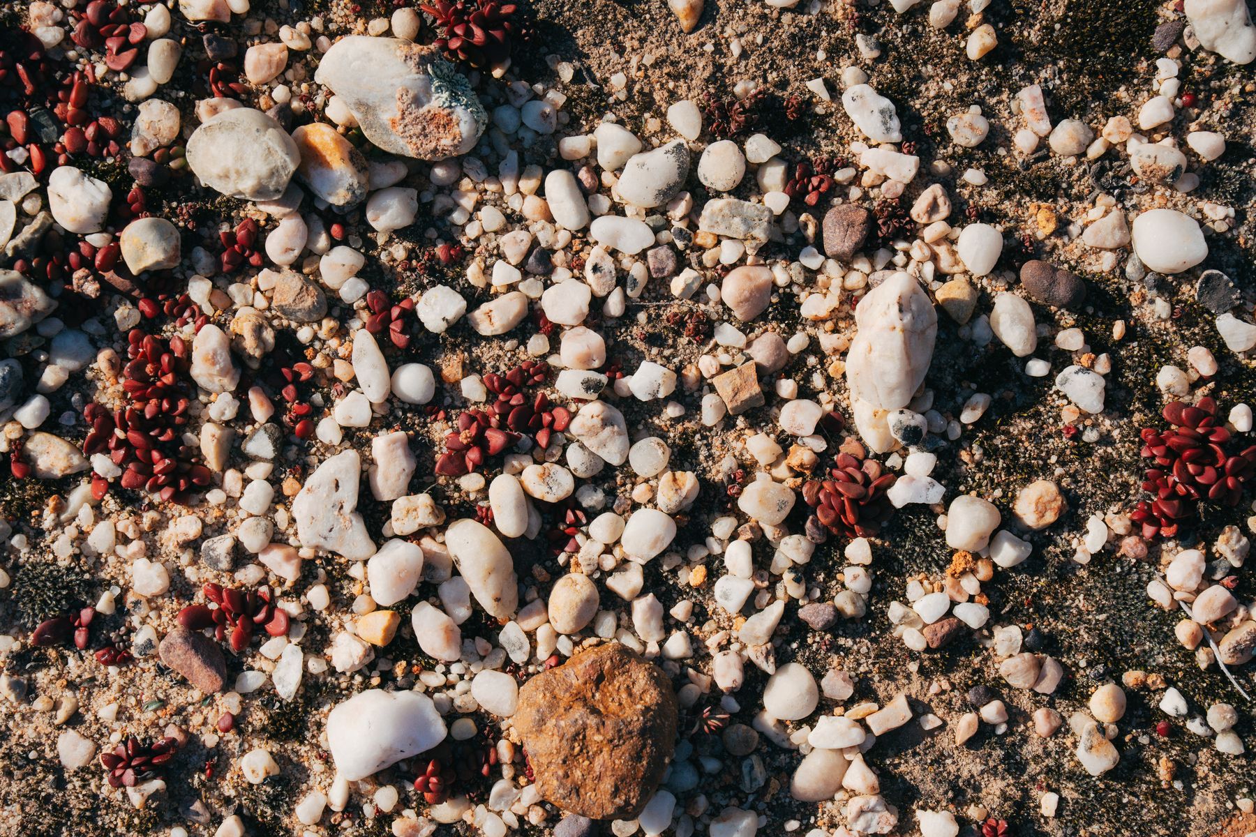 White quartz pebbles with small red succulents, close up