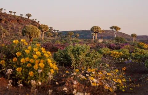 Quiver trees on a rocky ridge with yellow and purple spring flowers below