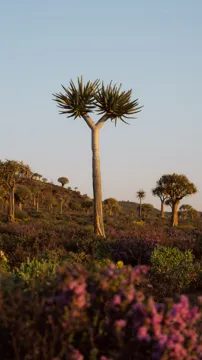 A quiver tree, Aloidendron dichotomum, against a pale sky with flowers at its foot
