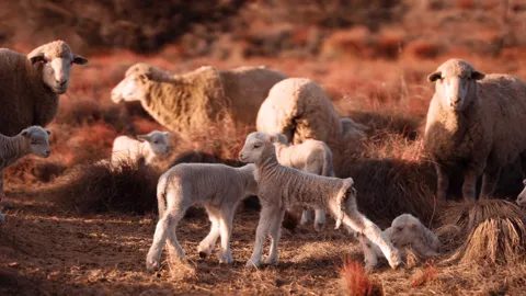 Ewes and small lambs on red soil in evening light