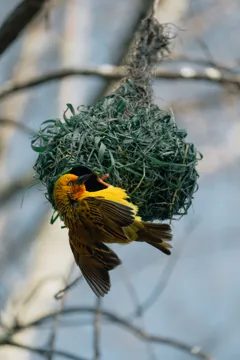A yellow weaver bird beside its woven nest